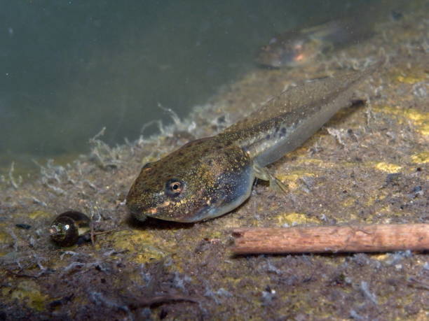 istock Tadpole or Pollywog in Pond 1012589488