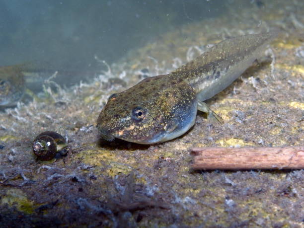 istock Tadpole or Pollywog in Pond 1012589490