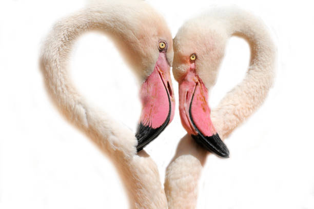 istock Two heart-shaped flamingos with a white background 1012589638