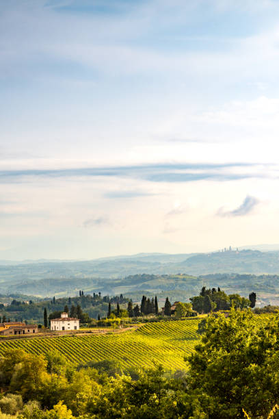 fields in tuscany - tuscany italy sunrise rural scene imagens e fotografias de stock