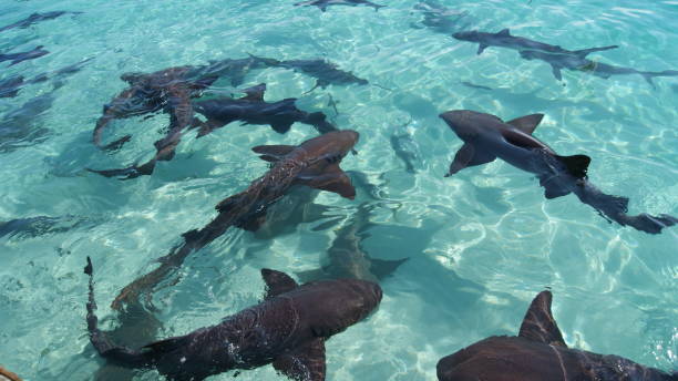 Nurse and reef sharks in the turquoise crystal clear waters of the Bahamas Nurse and reef sharks in the turquoise crystal clear waters of the Exumas, Bahamas exuma stock pictures, royalty-free photos & images