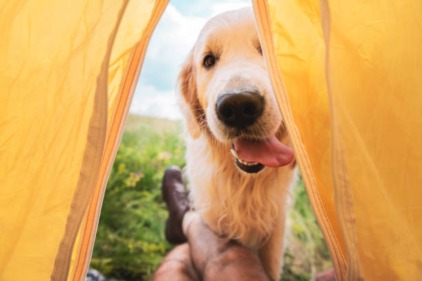 recadrée vue du voyageur dans la tente avec chien drôle golden retriever - retriever golden retriever dog happiness photos et images de collection