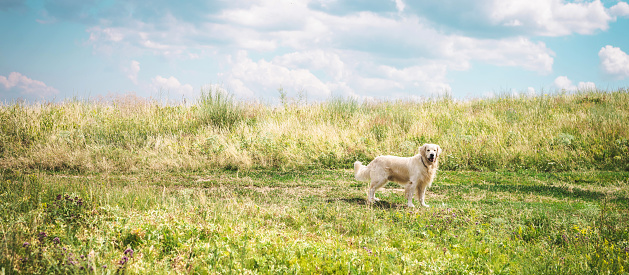 friendly golden retriever dog on beautiful meadow with cloudy sky