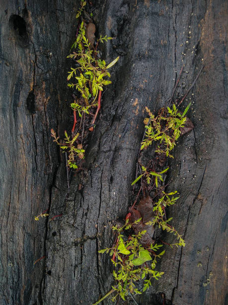 istock Growing plant on dead wooden tree trunk. 1012593380