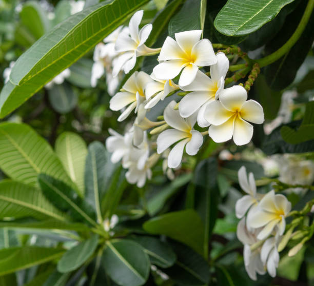 istock bouquet white plumeria 1012593858