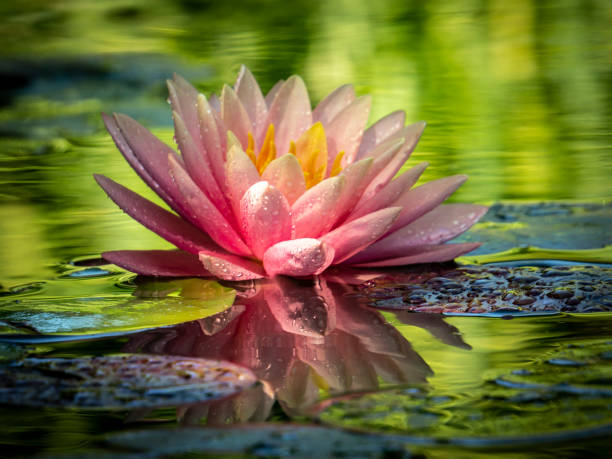 início da manhã de lírio de água-de-rosa 'perry laranja sunset' - lotus reflection flower single flower - fotografias e filmes do acervo