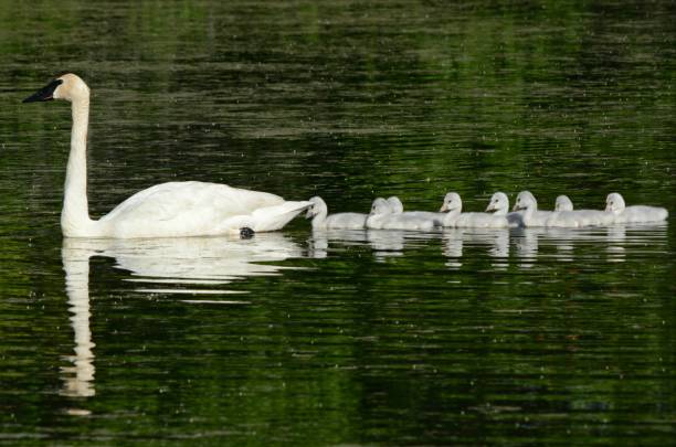 istock Trumpeter Swans Swimming In Pond 1012596992