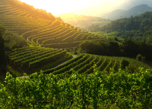 vineyard at sunset., landscape view of farm in zarautz. - comunidade autónoma do país basco imagens e fotografias de stock