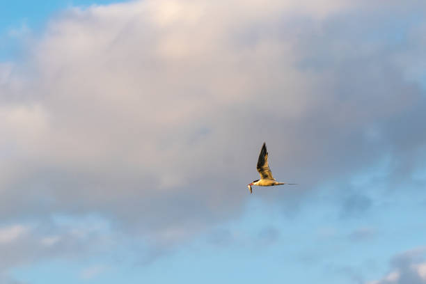 istock Common Tern (Sterna hirundo) in flight with a fish caught in beak looks golden coloured with sunset reflections 1012602598