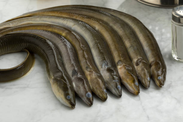 verse rauwe paling in de keuken - paling nederland stockfoto's en -beelden