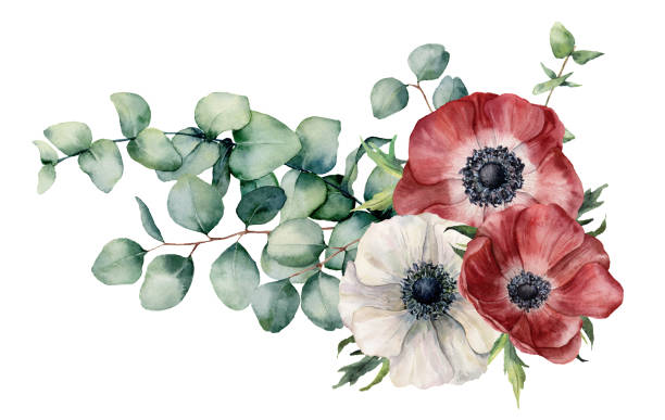 aquarell asymmetrische bouquet mit anemone und eukalyptus. handgemalte rote und weiße blüten, eukalyptus-blätter und niederlassung isoliert auf weißem hintergrund. illustration für design, print oder hintergrund. - windröschen stock-grafiken, -clipart, -cartoons und -symbole