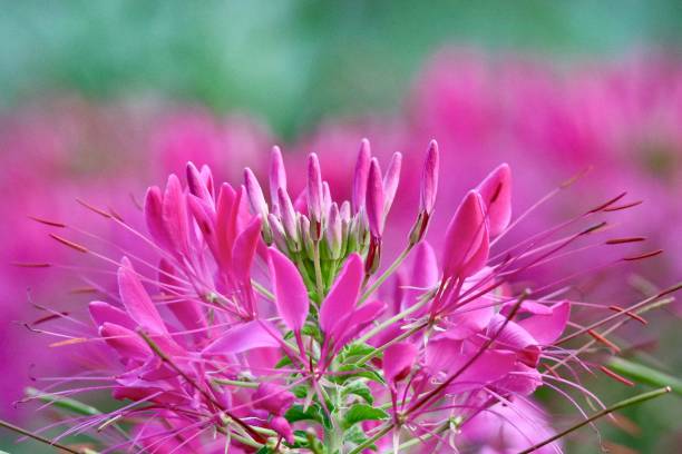 istock Beautiful Pink Spider Flower with blurred teal background 1012613604