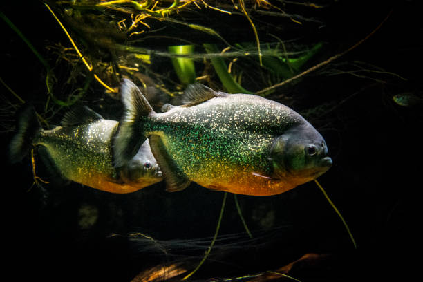 Piranhas Piranhas among vegetation in the river. orange piranha stock pictures, royalty-free photos & images