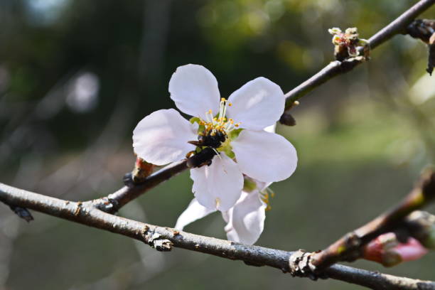 istock Beautiful flower of peach tree 1012619336
