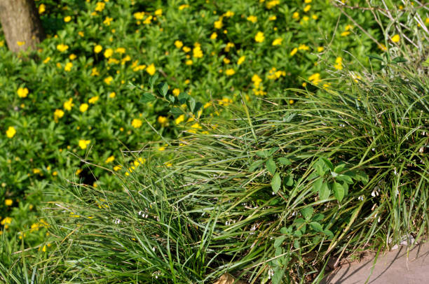 istock Grass 、wild Crown daisy blooming in sunlight 1012621826
