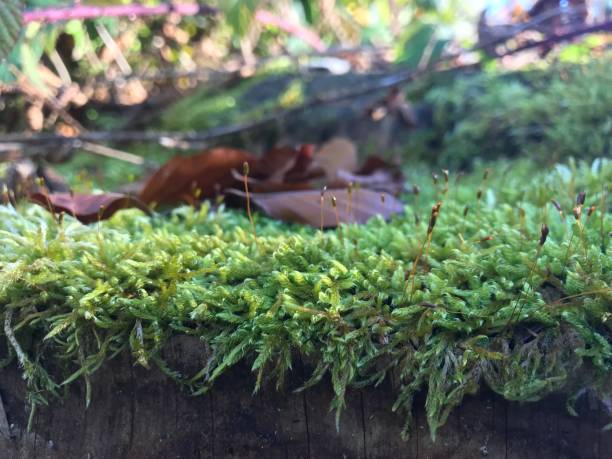 istock moss in forest close up macro view with daylight 1012622834