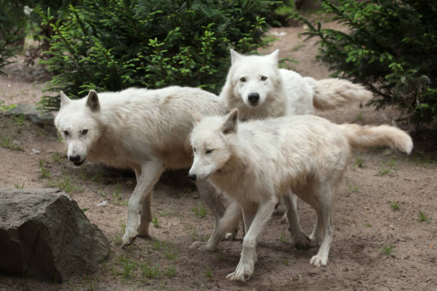 lupo artico (canis lupus arctos) - ellesmere island foto e immagini stock