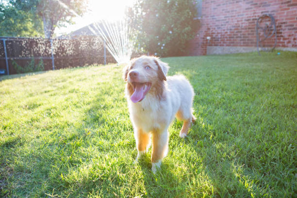 Happy Australian Shepherd mixed breed dog runs in the back yard of his family's home. A sprinkler is in the background.