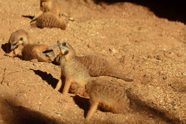 istock Meerkats In The Sand 1012627862