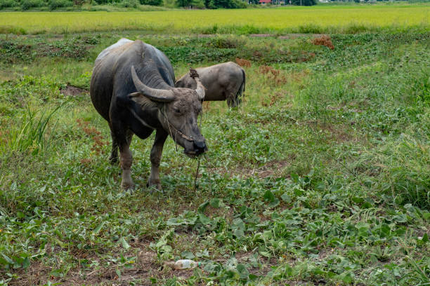 istock Buffalo in rice field 1012628398