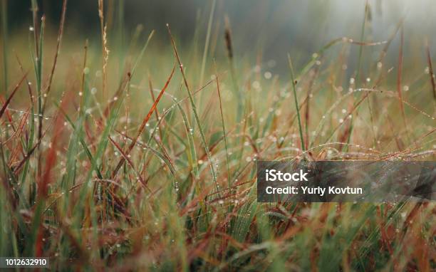 Foto de Vegetação Verde Folhas Amanhecer Orvalho Os Raios De Sol e mais fotos de stock de Arbusto