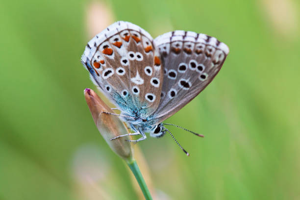 istock Common Blue (Polyommatus icarus) butterfly on a wild flower 1012633090