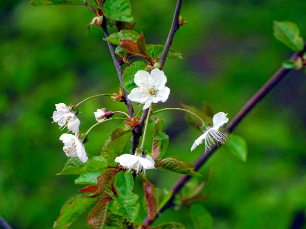istock beautiful white flower in the field 1012633258
