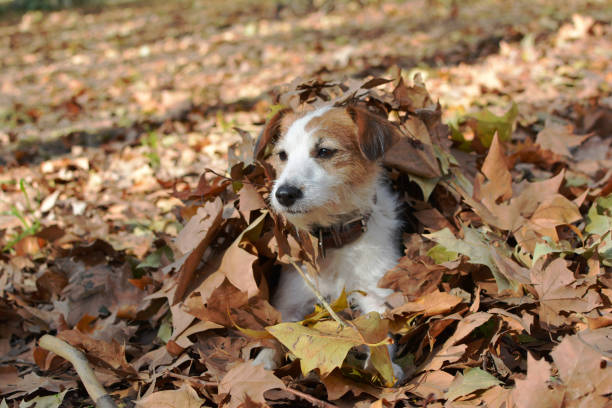 istock JACK RUSSELL DOG LOOKING SIDEWAYS PLAYING WITH AUTUMN LEAVES 1012634416