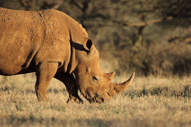 istock White rhinoceros in natural habitat 1012639616
