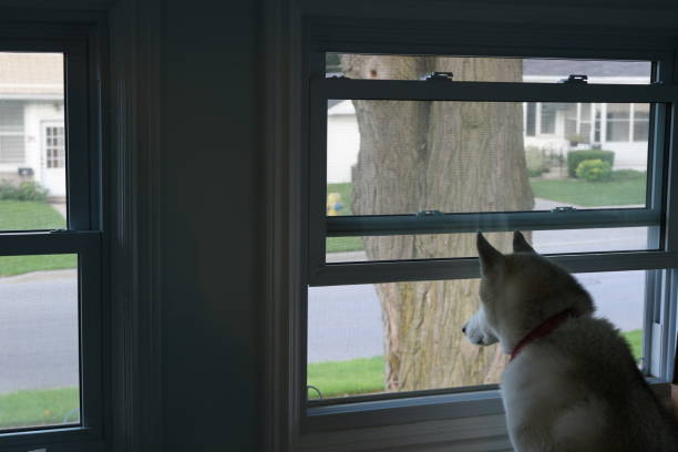 syberyjski husky patrząc przez okno, temat zaginionego właściciela lub chcąc wyjść na zewnątrz - lead theme zdjęcia i obrazy z banku zdjęć