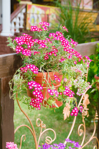 istock Pink flowers outside in pots in summer geranium 1012644582