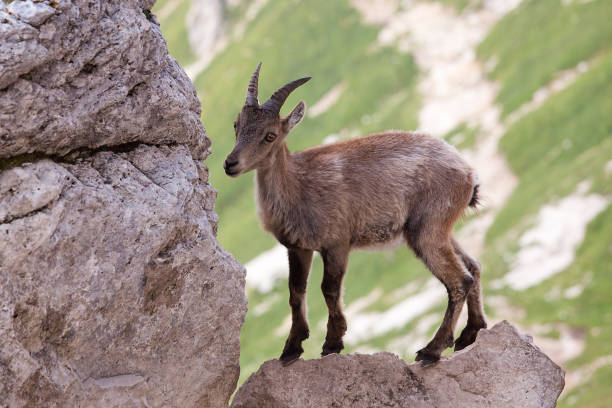 istock Young Alpine ibex (Capra ibex) on the Rock in the Mountains 1012644642
