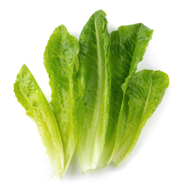 istock Cos Lettuce Isolated on a White Background 1012644834