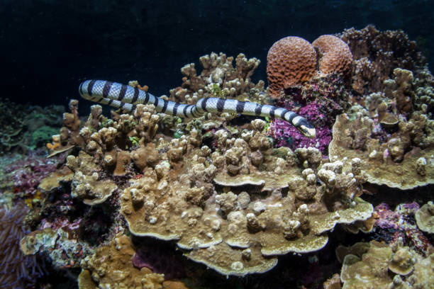 istock Banded Sea Krait Swimming 1012644924