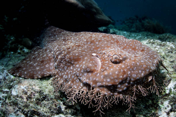 Wobbegong Shark