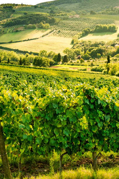 istock vineyards in Tuscany 1012651018