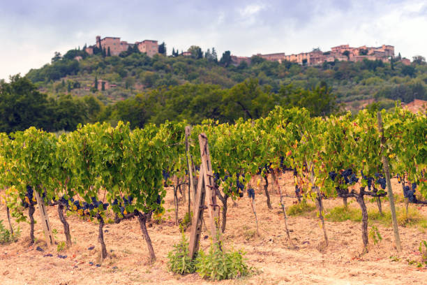 istock vineyards in Tuscany 1012651326