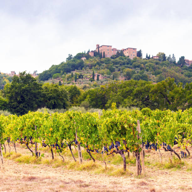 istock vineyards in Tuscany 1012651530