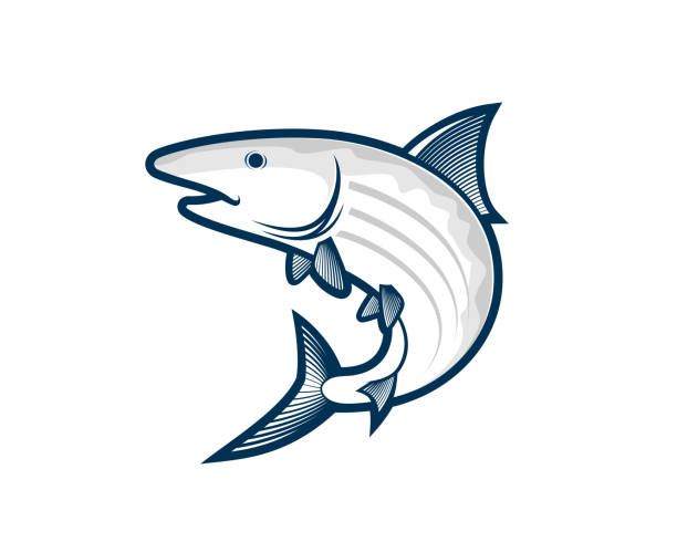 ilustraciones, imágenes clip art, dibujos animados e iconos de stock de vector de macabí - bonefish