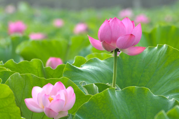 istock Blossom lotus flower 1012652172