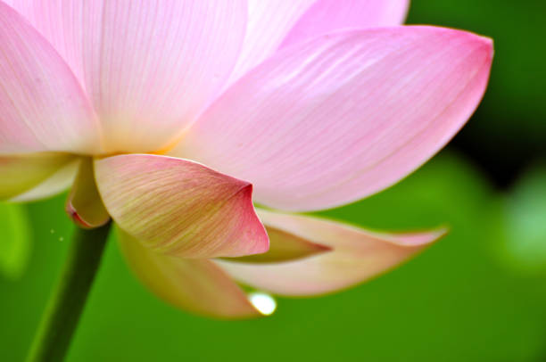 istock Blossom lotus flower 1012652190
