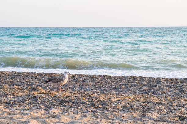istock Bird Albatross on the sandy beach in the summer  at sunset 1012653478