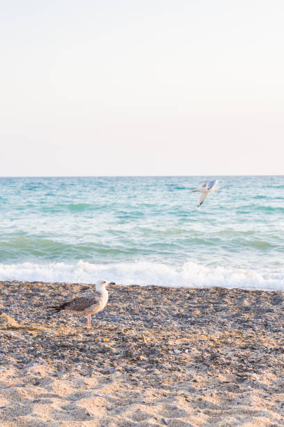 istock Bird Albatross on the sandy beach in the summer  at sunset 1012654466