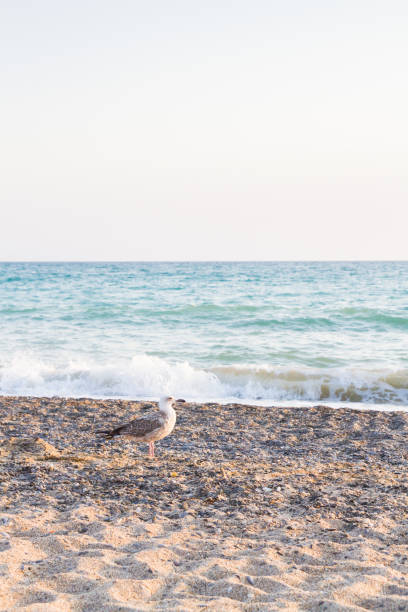 istock Bird Albatross on the sandy beach in the summer  at sunset 1012654478