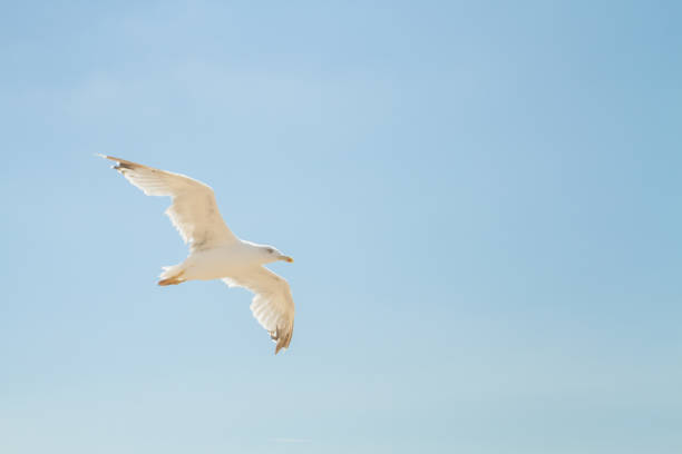 istock Bird Albatross is flying in the blue sky with white clouds 1012655412