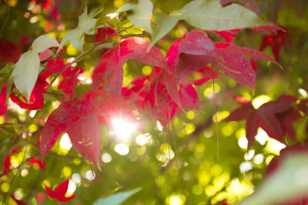 istock Maple leave colorfulness during season change 1012661874