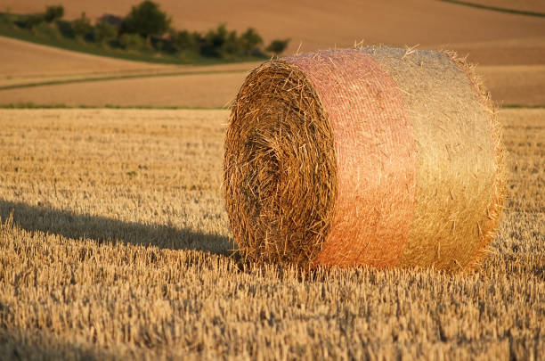 close up of an isolated hay bale in a field. beautiful golden landscape scene. - wheat sunset bale autumn imagens e fotografias de stock