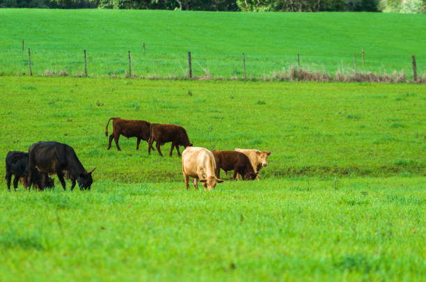 istock beef cattle on green field in Brazil 1012672176