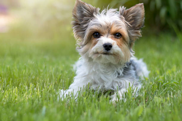 Biewer Terrier Dog yorkshire terrier dog stock pictures, royalty-free photos & images