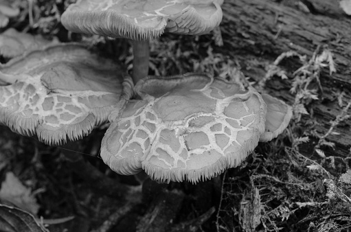 black and white mushroom